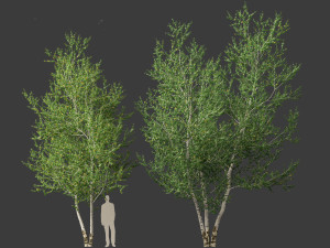 Betula papyrifera - Paper birch 02 3D-Modell