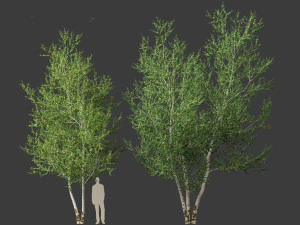 Betula papyrifera - Paper birch 02 3D Model