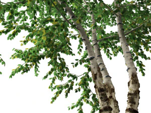Betula papyrifera - Paper birch 02 3D Model