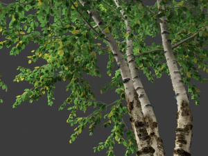 Betula papyrifera - Paper birch 02 3D Model