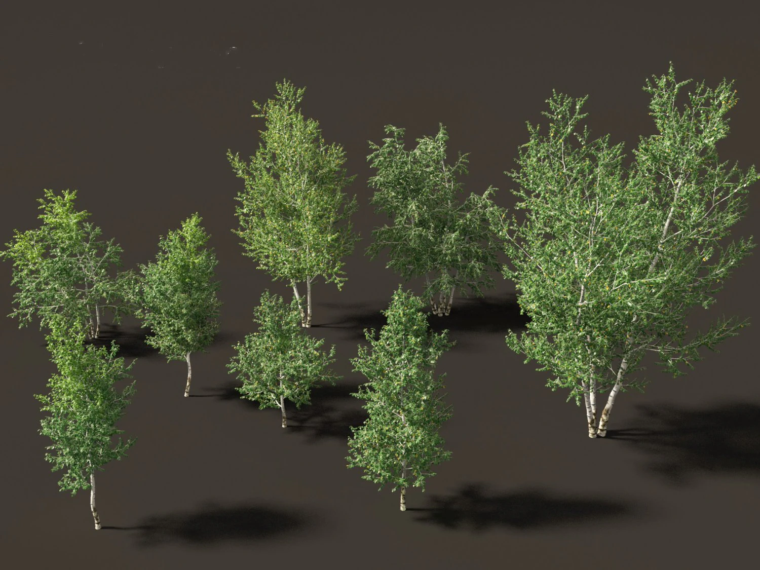 Betula papyrifera - Paper birch 02 3D Model .c4d .max .obj .3ds .fbx .stl .blend