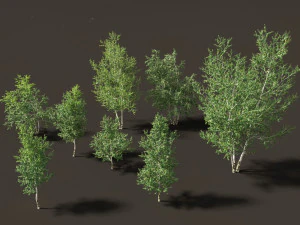 बेतूला पपीरीफेरा - पेपर बर्च 02 3D मॉडल