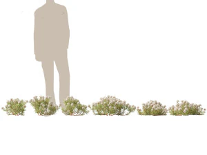 Ledum decumbens Labrador tea 3D Model