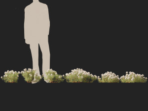 Ledum decumbens Labrador tea 3D 모델