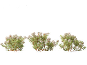 Ledum decumbens Labrador tea 3D 모델