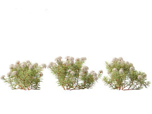 Ledum decumbens Labrador tea 3D Model