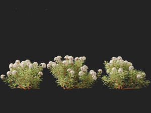 Ledum decumbens Labrador tea 3D 모델