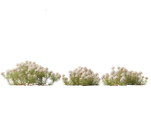 Ledum decumbens Labrador tea 3D 모델