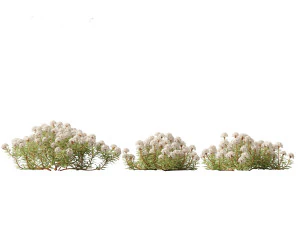 Ledum decumbens Labrador tea 3D Model