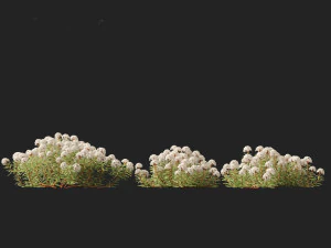 Ledum decumbens Labrador tea 3D Model