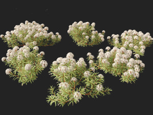 Ledum decumbens Labrador tea 3D 모델