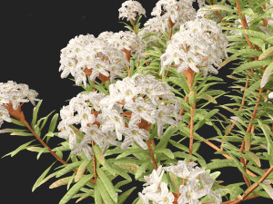 Ledum decumbens Labrador tea 3D 모델