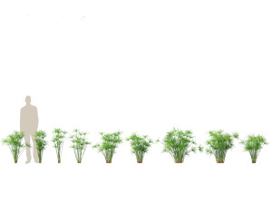 Cyperus alternifolius - Umbrella Sedge 3D Model