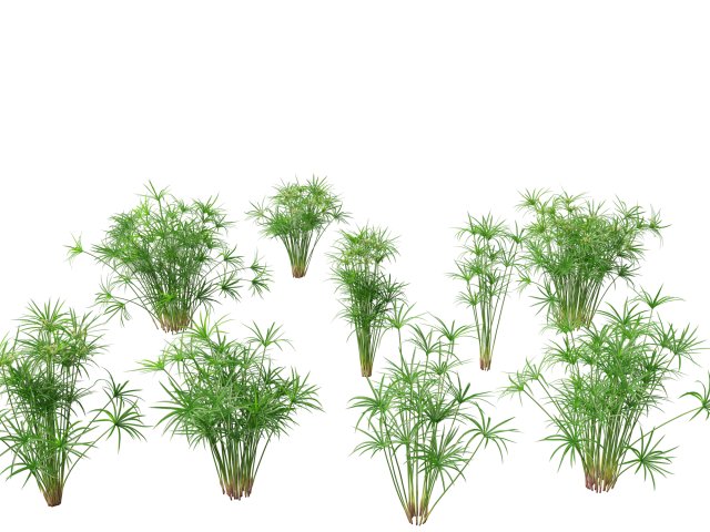 Cyperus alternifolius - Umbrella Sedge 3D Model .c4d .max .obj .3ds .fbx .stl .blend 