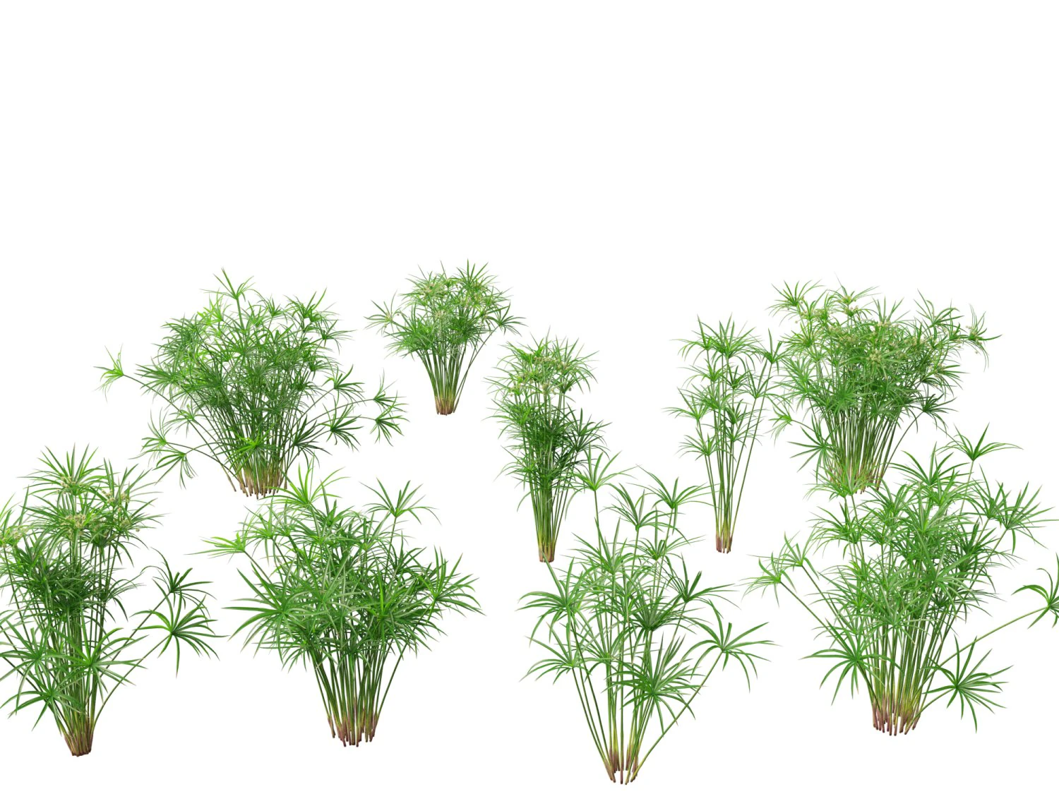 Cyperus alternifolius - Umbrella Sedge 3D Model .c4d .max .obj .3ds .fbx .stl .blend