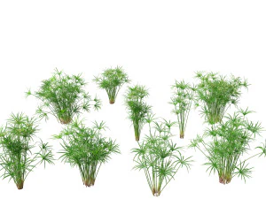 Cyperus alternifolius - Parapluzegge 3D Model