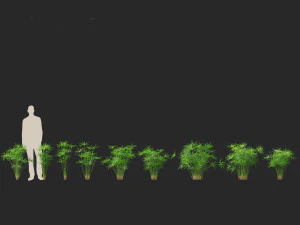 Cyperus alternifolius - Umbrella Sedge 3D Model