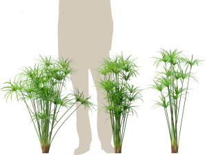 Cyperus alternifolius - Umbrella Sedge 3D Model