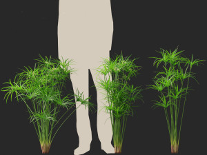 Cyperus alternifolius - Umbrella Sedge 3D Model