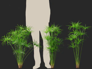 Cyperus alternifolius - Umbrella Sedge 3D Model