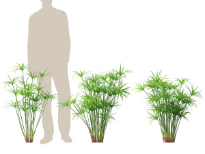 Cyperus alternifolius - Umbrella Sedge 3D Model