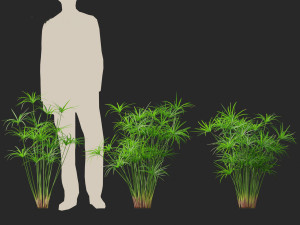 Cyperus alternifolius - Umbrella Sedge 3D Model