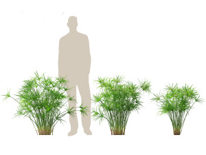 Cyperus alternifolius - Umbrella Sedge 3D Model