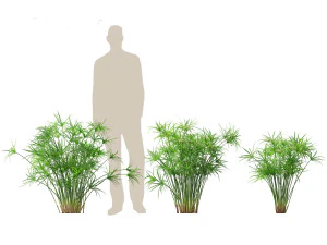 Cyperus alternifolius - Umbrella Sedge 3D Model