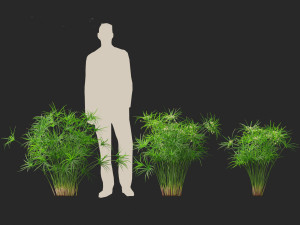 Cyperus alternifolius - Umbrella Sedge 3D Model