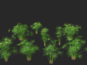 Cyperus alternifolius - Umbrella Sedge 3D Model