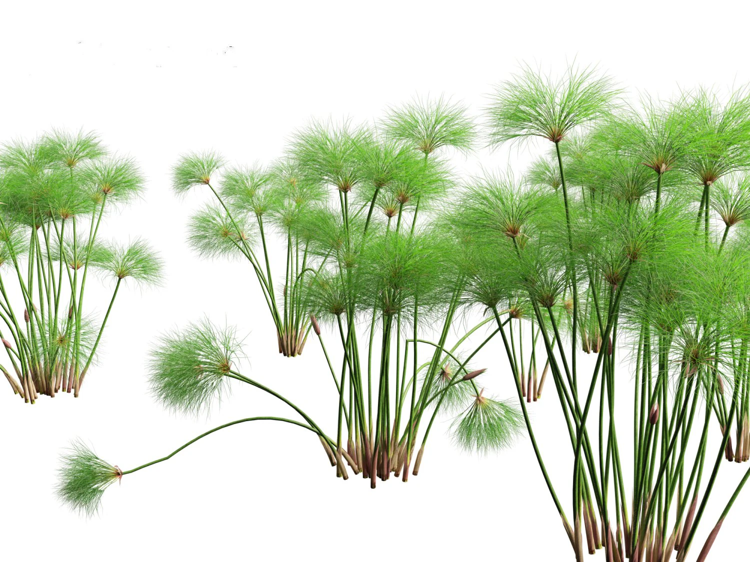 Cyperus papyrus - Bulrush 01 3D Model .c4d .max .obj .3ds .fbx .stl .blend