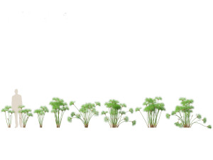 Cyperus papyrus - Bulrush 01 3D Model