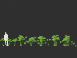 Cyperus papyrus - Bulrush 01 3D Model