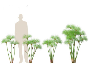 Cyperus papyrus - Bulrush 01 3D Model