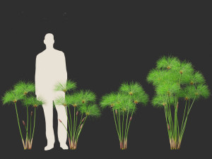 Cyperus papyrus - Bulrush 01 3D Model