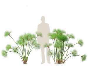 Cyperus papyrus - Bulrush 01 3D Model