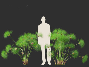 Cyperus papyrus - Bulrush 01 3D Model