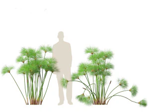 Cyperus papyrus - Bulrush 01 3D Model