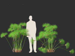 Cyperus papyrus - Bulrush 01 3D Model