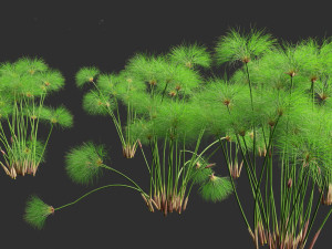 Cyperus papyrus - Bulrush 01 3D Model