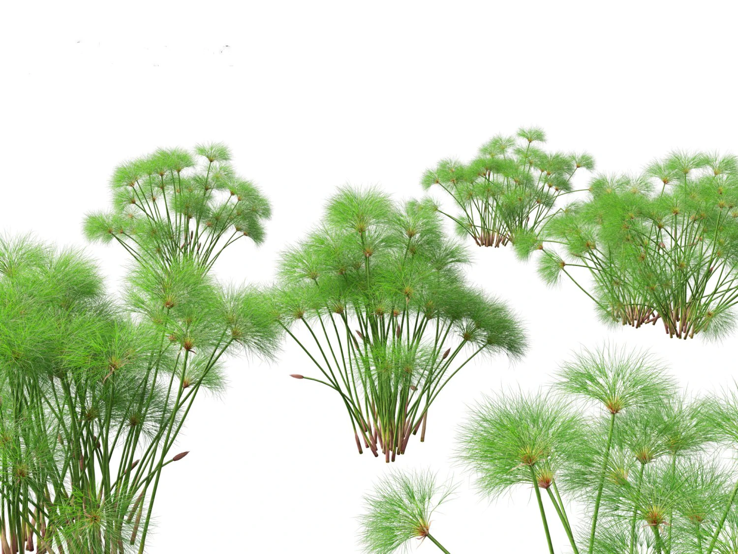 Cyperus papyrus - Bulrush 02 3D Model .c4d .max .obj .3ds .fbx .stl .blend