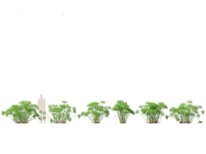 Cyperus papyrus - Bulrush 02 3D Model