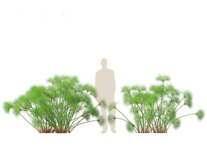 Cyperus papyrus - Bulrush 02 3D Model