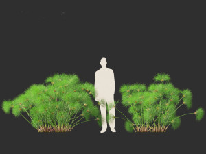 Cyperus papyrus - Bulrush 02 3D Model