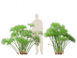 Cyperus papyrus - Bulrush 02 3D Model