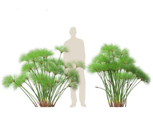 Cyperus papyrus - Bulrush 02 3D Model