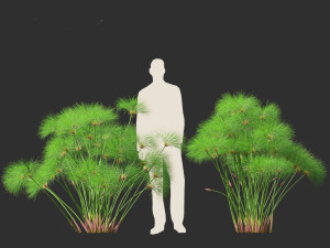 Cyperus papyrus - Bulrush 02 3D Model