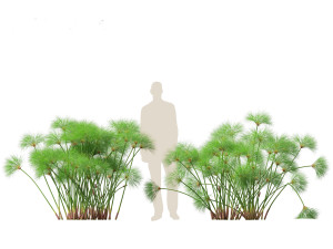 Cyperus papyrus - Bulrush 02 3D Model