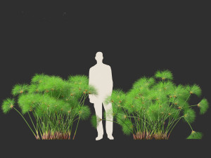 Cyperus papyrus - Bulrush 02 3D Model