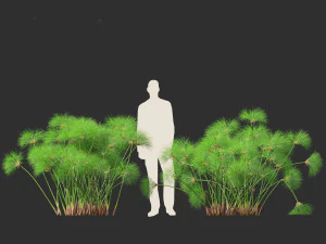 Cyperus papyrus - Bulrush 02 3D Model